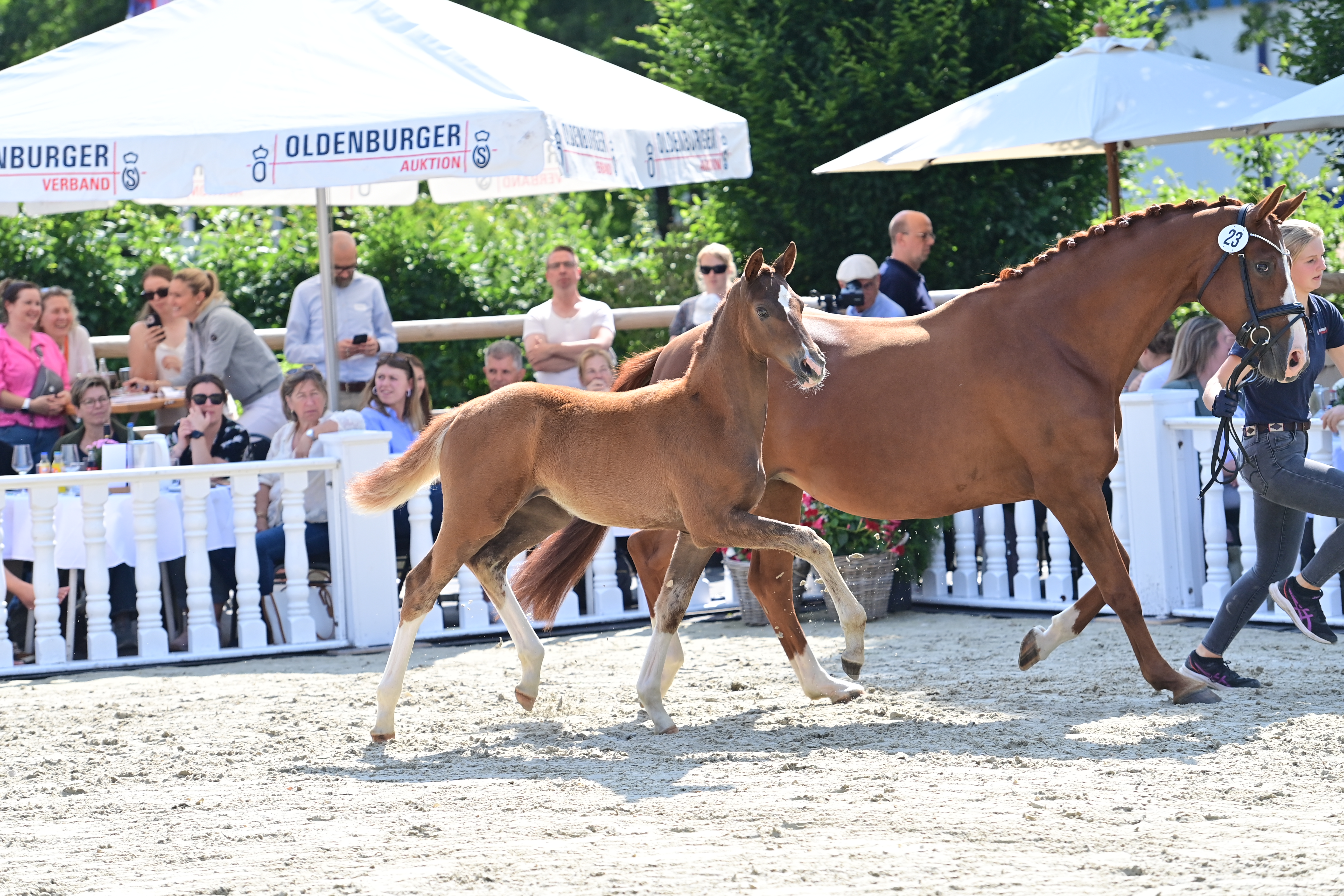 Fohlen und Stute laufen nebeneinander